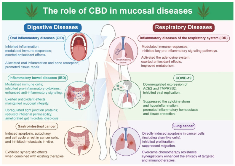 The role of CBD in mucosal diseases.