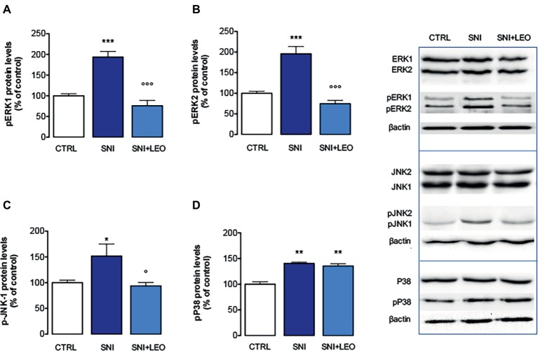Effect of LEO on MAPK phosphorylation in the spinal cord of SNI mice. LEO (100 mg/kg p.o.) prevented the increase in the phosphorylation of ERK1 (one-way ANOVA, F(2,17) = 31.07, p < 0.0001) (A), ERK2 (one-way ANOVA, F(2,17) = 30.81, p < 0.0001) (B), and JNK1 (one-way ANOVA, F(2,17) = 9.80, p < 0.001) (C) induced by SNI 7 days after surgery. (D) Lack of effect of LEO on P38 increased phosphorylation (one-way ANOVA, F(2,17) = 23.73, p < 0.0001). Representative blots were reported in each panel. *p < 0.05, **p < 0.01, ***p < 0.001 vs. sham-operated control group. °p < 0.05, °°°p < 0.001 vs. SNI.