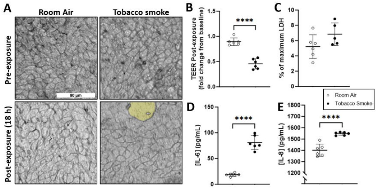 Responses of human airway epithelial cells to whole tobacco smoke exposure.Calu-3 epithelial cells at ALI were exposed to 6 puffs of room air or tobacco smoke using the 24-well manifold. A) Representative brightfield images (20×) pre-exposure and 18 h post-exposure. B) Trans-epithelial electrical resistance (TEER) 18 h post-exposure relative to pre-exposure measurements. C) Lactate dehydrogenase (LDH) relative to maximum release 18 h post-exposure. D) IL-6 and E) IL-8 concentrations in the basal compartment of ALI cultures 18 h post-exposure. **** = P ≤ 0.0001.