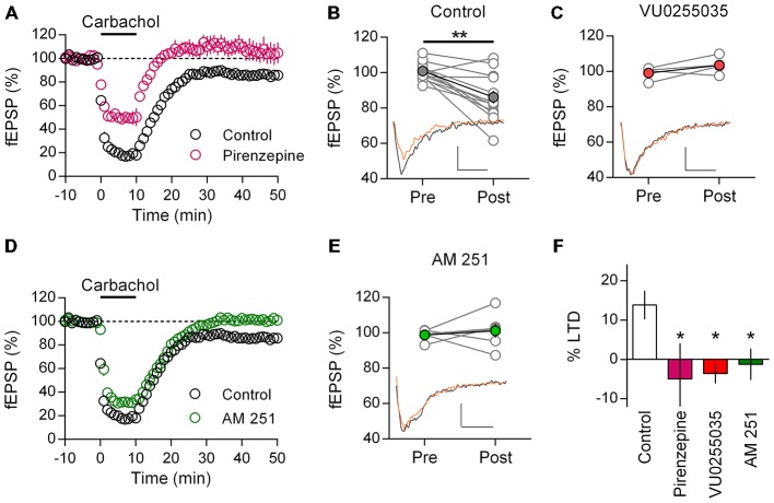 Adult mice show M1 mAChR dependent LTD in mPFC mediated by CB1R. (A) Time course of normalized field EPSPs in response to acute carbachol (10 μM, 10 min) stimulation in presence of M1 mAChR antagonist pirenzepine (0.5 μM, n = 6; control, n = 14). (B) Individual experiments (gray) and group average, pre (baseline) and post (40 min washout) carbachol treatment (**P < 0.01). Below, example traces pre (black) and post (orange) carbachol treatment (scale bar: 5 ms, 0.1 mV). (C) Similar plot with highly selective M1 mAChR antagonist VU0255035 treated group before (Pre) and after (Post) carbachol challenge; group averages in red (10 μM, n = 4). Below, example traces. (D) Time course showing normalized field EPSPs in response to carbachol stimulation in presence of CB1R antagonist AM251 (4 μM, n = 6). (E) Before-after carbachol challenge plot of individual experiments in presence of AM251, group average in green. Below, example traces. (F) Summary bar chart of percent LTD 40 min after carbachol washout (*P < 0.05).