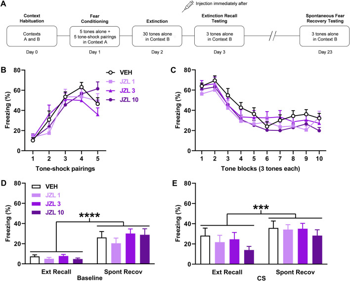 JZL184 (JZL) given after delayed extinction has no effect on extinction recall or spontaneous fear recovery. (A) Experimental design showing the behavioural testing and drug administration procedures used (n = 12/group). (B,C) There were no differences in freezing in response to tone-shock pairings during fear conditioning (B) or tones during extinction (C) between the groups to receive vehicle (VEH) or the different JZL doses (1 mg/kg: JZL 1; 3 mg/kg: JZL 3; 10 mg/kg: JZL 10) after delayed extinction. (D) Freezing before tone presentations (Baseline) was increased during spontaneous fear recovery (Spont Recov), compared to extinction recall (Ext Recall), testing (****p < 0.0001) but JZL had no effect on freezing. (E) Freezing in response to the tones (CS) was increased during Spont Recov, compared to Ext Recall, testing (***p < 0.001) but JZL had no effect on freezing.
