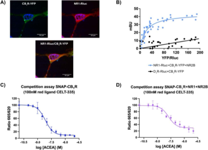 Evidence of CB1R and NMDAR interaction in transfected HEK-293T cells. (A) Immunocytochemistry assay was performed in HEK-293T cells expressing CB1R-YFP, which was detected by YFP’s own green fluorescence (green), the N2B subunit, and N1-Rluc, which was detected by a mouse anti-Rluc antibody (red). Nuclei were stained with Hoechst (blue). Colocalization is shown in yellow. Scale bar: 10 μm. (B) BRET assays were performed in HEK-293T cells expressing constant amounts of N1-Rluc and N2B (or D1R-Rluc) and increasing amounts of CB1R-YFP. Values are the mean ± SEM of sx different experiments performed in triplicates. (C, D) HTRF-based competitive binding assays were performed in HEK-293T cells expressing SNAP-CB1R in the absence (C) or presence of N1 and N2B (D). Competition binding curves for ACEA were obtained using 20 nM CELT-335 fluorescent ligand. Data represent the mean ± SEM of five experiments performed in triplicates.
