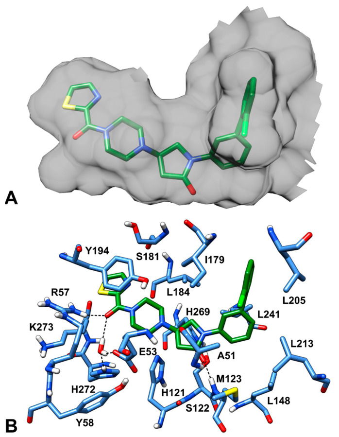 Piperazinyl-pyrrolidine inhibitor 3l in the MAGL binding site (PDB code: 5ZUN). (A) The inner surface of the protein surrounding the ligand (green sticks), displaying the shape of the ligand-binding cavity, is shown in gray. (B) The protein residues surrounding the ligand, constituting the binding site, are show in blue sticks, while hydrogen bonds are shown as black dashed lines.