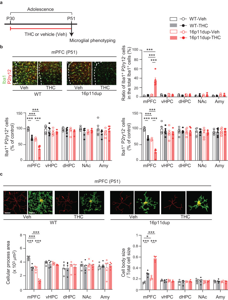 Microglial changes in the mPFC of 16p11dup male mice produced by adolescent THC treatment.a Schematic diagram of the adolescent THC treatment protocol. 16p11dup mice and wild type littermate controls (WT) were treated with THC or vehicle (Veh) during adolescence, followed by microglial phenotyping at P51 upon completion of THC treatment. b (Top left) Immunohistochemistry of Iba1 (green) and P2ry12 (red) in the medial prefrontal cortex (mPFC) at P51. Scale bar, 50 μm. (Top right) The percentage of Iba1+P2ry12− cells among all Iba1+ cells in the mPFC, ventral hippocampus (vHPC), dorsal hippocampus (dHPC), nucleus accumbens (NAc), and amygdala (Amy). (Bottom left) The number of Iba1+P2ry12+ cells and (bottom right) Iba1+P2ry12− cells in these brain regions, presented as % of control (n = 6 slices in 3 mice per condition). c Microglial morphology analysis of individual Iba1+ cells in these brain regions. (Top) Representative tracing images (red) along with images of cellular processes (green) and cell bodies (yellow) of Iba1+ cells. Scale bar, 10 μm. (Bottom left) Quantification of cellular process area of Iba1+ cells (n = 50 cells in 5 mice per condition). (Bottom right) Quantification of the ratio of cell body size to total cell size of Iba1+ cells (n = 50 cells in 5 mice per condition). ***p < 0.001, *p < 0.05 (p values are (b) (Top right) all: p < 0.0001, (Bottom left) all: p < 0.0001, (Bottom right) all: p < 0.0001, (c) (Left) all: p < 0.0001, (Right) WT-Veh versus WT-THC: p < 0.0001, WT-Veh versus 16p11dup-Veh: p = 0.0229, WT-THC versus 16p11dup-THC: p < 0.0001, 16p11dup-Veh versus 16p11dup-THC: p < 0.0001), determined by two-way ANOVA with post hoc Tukey test. Each symbol represents one slice (b) and one animal (c). Data are presented as the mean ± s.e.m.