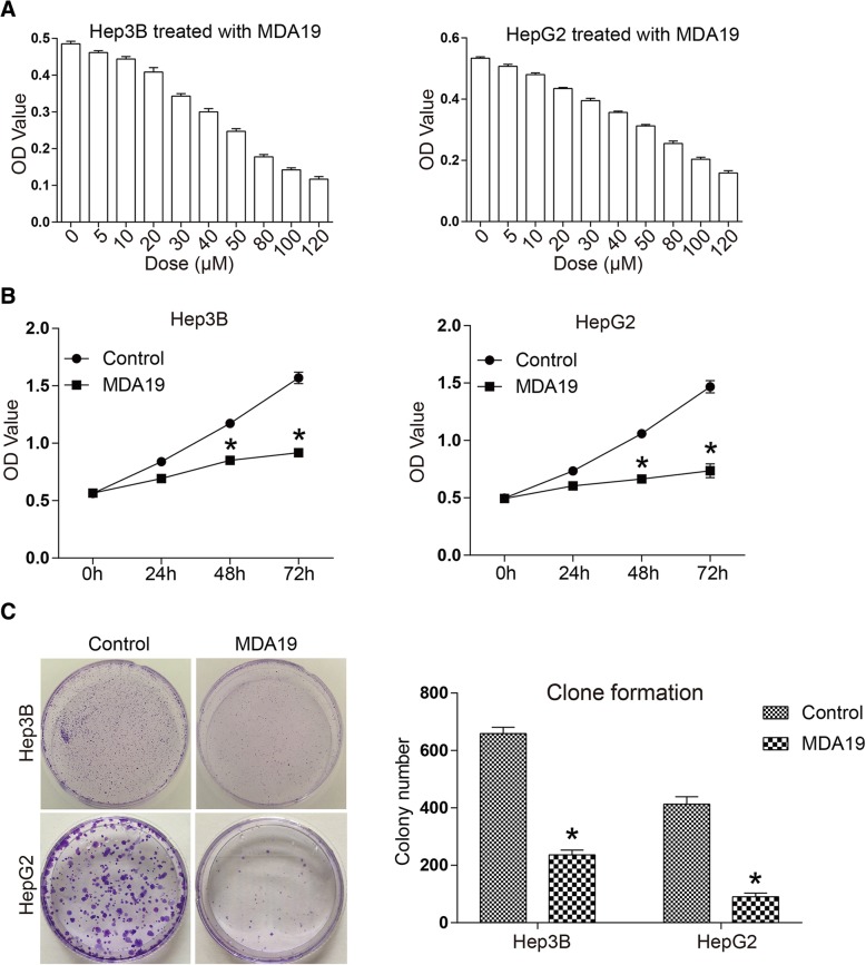 MDA19 treatment inhibited HCC cell proliferation in a dose- and time-dependent manner. a Hep3B (Left) and HepG2 (Right) cells were treated with a concentration gradient of MDA19 (0, 5, 10, 20, 30, 40, 50, 80, 100, 120 μM) for 48 h and then cell proliferation was detected by CCK8 assay; (b) Hep3B (Left) and HepG2 (Right) cells were treated with MDA19 at 30 μM and 40 μM, respectively. Cell proliferation was detected at 0 h, 24 h, 48 h and 72 h using CCK8 assays; (c) Hep3B and HepG2 cells were treated with MDA19 for 48 h at 30 μM and 40 μM, respectively. Then the clone formation ability of HCC cells was detected. All experiments were performed at 3 times. *P < 0.05