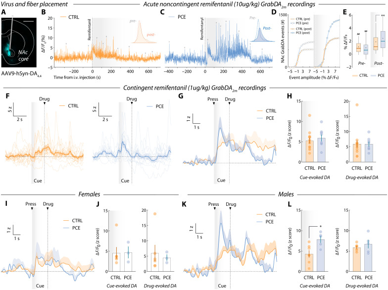 NAc dopamine release dynamics during remifentanil injection and voluntary intake.(A) Representative image showing viral expression localization and optic fiber placement in the NAc core. (B and C) Spontaneous GrabDA2m transients (indicated with gray triangles) before and after remifentanil intravenous injection by experimenter. Insets illustrate distributions of spontaneous event amplitudes (% ΔF/F0) pre-(white) and postinjection (colored). (D) Cumulative amplitude distribution of NAc dopamine release events before and after remifentanil administration. (E) Pre-post injection comparison of NAc dopamine events from control and PCE rats (two-way RM ANOVA; treatmentF1,3462 = 4. 37 and P = 0.030; remifentanilF1,3462 = 176.8 and P < 0.001; interactionF1,3462 = 85.5 and P < 0.001; followed by Bonferroni’s post-hoc: pre-post CTRL, ##P < 0.001; pre-post PCE, ##P < 0.001; post-, CTRL versus PCE, **P < 0.001). nCTRL = 5 and nPCE = 4. Center line represents the median; the cross illustrates the average; the bounds of the box depict the 25th to 75th percentile interval; and the whiskers represent minima and maxima. (F) Representative trial-by-trial and average NAc dopamine transients in response to drug-paired cue presentation during PR. (G) Group-averaged NAc dopamine transients. (H) Cue- (0 to 2 s, relative to cue onset) (t19 = 0.63 and P = 0.53) and drug-evoked (2 to 8 s, relative to cue onset) (t19 = 0.02 and P = 0.97) dopamine amplitudes (AUC) in control and PCE rats (nCTRL = 13 and nPCE = 8). (I and J) Group-averaged NAc dopamine PSTHs from control and PCE female animals (cue-evoked amplitudes: t7 = 0.05 and Bonferroni-Dunn-corrected P > 0.99) (drug-evoked amplitudes: t7 = 0.37 and Bonferroni-Dunn-corrected P > 0.99). Females, nCTRL = 6 and nPCE = 3. (K and L) Group-averaged NAc dopamine PSTHs from control and PCE male rats (cue-evoked amplitudes: t10 = 2.89 and Bonferroni-Dunn-corrected P = 0.031) (drug-evoked amplitudes: t10 = 0.91 and Bonferroni-Dunn-corrected P = 0.76). Males, nCTRL = 7 and nPCE = 5. For all bar and point plots, bars denote mean ± SEM.