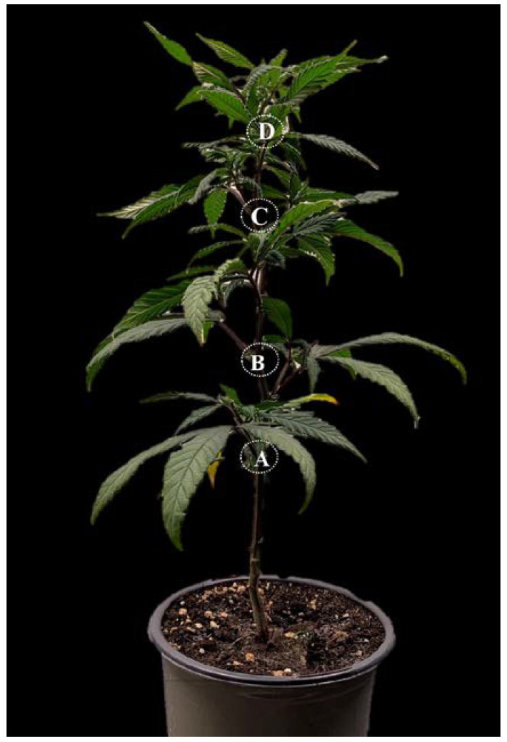 Four different sources of the explants include the basal part (A), near-basal part (B), middle part (C), and apical part (D) of the greenhouse-grown mother plant.