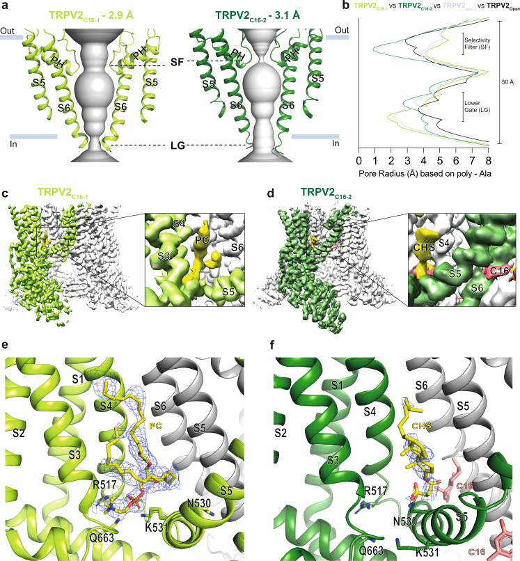 Molecular effect of C16 and the vanilloid pocket.a, b Profile of the ion permeation pathway, displayed as gray space-filling models, for (a) TRPV2C16-1 (light green) and TRPV2C16-2 (dark green) and (b) the corresponding calculated radii as a function of the distance along the ion conduction pathway. The pore radii of TRPV2open (PDB-ID: 6BO4) and TRPV2apo-2 (PDB-ID: 6U86) are also included as references and shown by black and white-blue lines, respectively. All pore calculations in this and subsequent analyses are based on polyalanine exchange of residues 504 to 651 including the pore helix (PH), selectivity filter, and lower gate to minimize the effect of differences in the resolution between structures. c, d Overall cryo-EM maps for (c) TRPV2C16-1 (light green) at 2.9 Å and (d) TRPV2 C16-2 (dark green) at 3.1 Å, with close-views of the vanilloid pocket showing putative (c) phosphocholine (PC, yellow), (d) CHS (yellow) and C16 (pink) features. e, f Details of the vanilloid binding pocket with (e) PC (yellow sticks) in TRPV2C16-1 and (f) CSH (yellow sticks) in TRPV2C16-2. C16 is shown as pink sticks in f. Key selected amino acids are shown as sticks. The corresponding cryo-EM density features of PC and CSH, but not C16, are shown as blue mesh (5.0 σ).