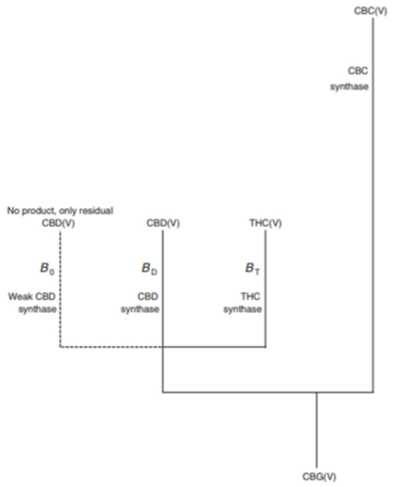 Updated model for the regulation of the different conversions of CBG(V) by the independent loci B and C. Locus B has two common alleles, BD and BT, responsible for the conversion of CBG(V) into CBD(V) and THC(V), respectively [20].