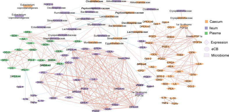 Correlation network showing the relationship between the endocannabinoidome, the gut microbiome and intestinal gene expression of immune and Gpx family genes. Color of the nodes indicate the tissue. Shape of the nodes indicate the type of data. The color of edges represents positive (red) or negative (blue) correlation. Width of the edges are proportional to the strength of the correlation. Features in bold italics were statistically significant between the depleted and enriched Se HFHS diet. The position of nodes was manually adjusted to improve clarity.