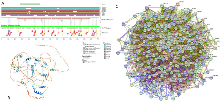 Functional disorder analysis of human Calpastatin (UniProt ID: P20810). (A) Functional disorder profile generated by D2P2. (B) 3D structural model generated by AlphaFold. (C) CAST-centered PPI network generated by STRING. This network was generated using a custom confidence value of 0.200 for minimum required interaction score.