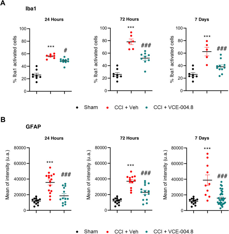 VCE-004.8 ameliorates microglia and astrocyte activation after TBI. A Microglial and B astrocyte reactivity (Iba1 + cells and GFAP + cells, respectively) in the pericontusional cortex (Iba1) and corpus callosum (GFAP). Graphs represent the quantification of confocal microscopy images for each marker at 24 h, 72 h and 7 days. Data are represented as mean ± SEM, and significance was determined by one-way ANOVA followed by the Tukey’s post hoc test. A (24 h, 72 h and 7 days: p < 0.0001; ***p < 0.001 CCI + Vehicle vs Sham, 24 h: p = 0.0347; #p < 0.05, 72 h: p = 0.0001; ###p < 0.001, 7 days: p = 0.0010; ###p < 0.001 CCI + VCE-004.8 vs CCI + Vehicle), B (24 h, 72 h and 7 days: p < 0.0001; ***p < 0.001 CCI + Vehicle vs Sham, 24 h and 72 h: p = 0.0001; ###p < 0.001, 7 days: p˂0.0001; ###p < 0.001 CCI + VCE-004.8 vs CCI + Vehicle)