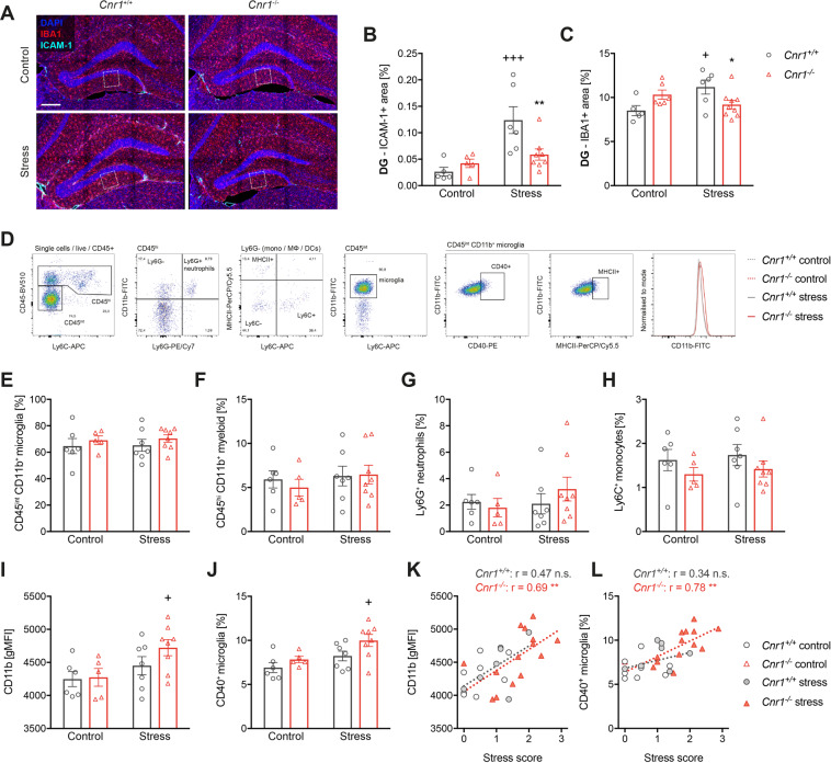 Mild CSDS does not cause infiltration of myeloid cells to the brain, but alters microglial activation in Cnr1−/− mice.A Immunofluorescent staining of microglia (IBA1, red) and ICAM-1 (cyan) after mild CSDS. Single channels can be seen in Supplementary Fig. 4. Maximum projections of 9 µm z-stacks acquired with 20x magnification are shown (scale bar = 100 µm). B Quantification of ICAM-1 + area in the DG (stress: F(1,20) = 13.17, p = 0.0017; stress x genotype interaction: F(1,20) = 6.62, p = 0.018) and C IBA1 + area in the DG (stress x genotype interaction: F(1,22) = 9.23, p = 0.006). D Representative gating strategy for flow cytometry of brain myeloid cells (pre-gated for single CD45+ cells). E–H Relative frequencies of brain myeloid cells after mild CSDS: E microglia (CD45int CD11b+ Ly6G-) and F infiltrated myeloid cells (CD45hi CD11b+), which were further separated into G neutrophils (CD11b+ Ly6G+) and H Ly6Chi monocytes (CD11b+ Ly6G- Ly6Chi) (no significant main effects for any). I Geometric mean fluorescence intensity (gMFI) of CD11b on microglia (stress: F(1, 22) = 6.24, p = 0.021). J Percentage of CD40+ microglia (stress: F(1, 22) = 8.21, p = 0.009; genotype: F(1, 22) = 4.89, p = 0.038). Data were analysed by two-way ANOVA followed by Bonferroni post-hoc test for multiple comparison. Post-hoc significances shown in graph: *p < 0.05 vs. Cnr1+/+ of the same condition; +p < 0.05 vs. control of the same genotype. K, L Spearman correlation of microglial activation markers with behavioural stress scores: K CD11b gMFI (Cnr1+/+: r = 0.47, p = 0.082; Cnr1−/−: r = 0.69, p = 0.008; both genotypes: r = 0.63, p = 0.0002). L CD40+ microglia (Cnr1+/+: r = 0.34, p = 0.216; Cnr1−/−: r = 0.78, p = 0.001; both genotypes: r = 0.65, p = 0.0001).
