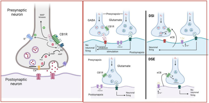 Endocannabinoid retrograde signaling. In the brain, CB1R are mainly located on presynaptic axon terminals, where their activation hyperpolarizes the terminal and decreases neurotransmitter release. Anandamide (AEA) and 2-arachidonoylglycerol (2-AG) are the primary endogenous ligands of CBR. AEA is a partial CB1R agonist, while 2-AG is a full CB1R agonist. eCBs are synthetized by postsynaptic neurons “on demand”, i.e., in response to heightened neuronal activity and increased intracellular Ca2+ concentrations. They diffuse through the postsynaptic membrane to the synaptic cleft, travel backward, and activate CB1R at the presynaptic terminals of adjacent neurons, suppressing neurotransmitter release through the short-term plasticity forms: depolarization-induced suppression of inhibition (DSI) at GABAergic synapses and depolarization-induced suppression of excitation (DSE) at glutamatergic synapses (Alger, 2002; Wilson and Nicoll, 2002; Melis, 2004). Created with BioRender.com.