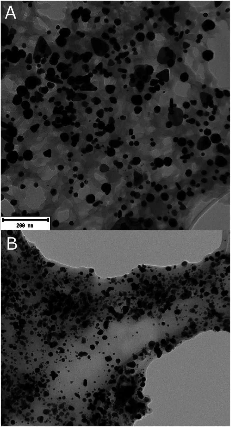 Transmission Electron Microscopy (TEM) Images of AgAuNPs synthesized using plant extracts. This figure presents TEM images of AgAuNPs produced using two different plant extracts. Panel (A) shows nanoparticles synthesized using Vitis vinifera extract, exhibiting a variety of shapes. Panel (B) displays nanoparticles synthesized using Cannabis sativa extract, predominantly showing spherical shapes. The images provide a visual representation of the nanoparticle morphologies. TEM revealed diverse morphologies of bimetallic nanoparticles synthesized with Vitis vinifera extract, including spherical, rod-shaped, triangular, polygonal, and ellipsoidal particles. Bimetallic nanoparticles synthesized using Cannabis sativa extract exhibit predominantly spherical shapes, with occasional polygonal or triangular particles.
