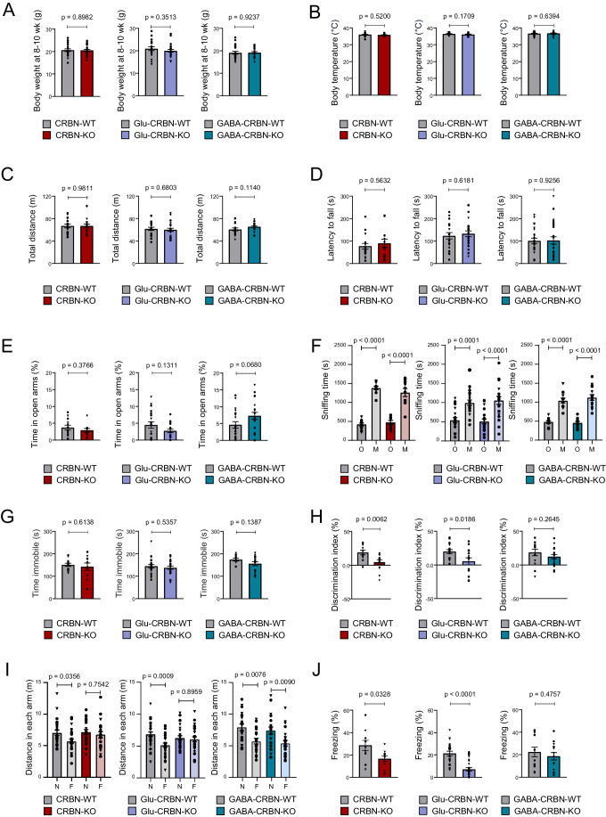Behavioural phenotyping of the conditional CRBN knockout mouse lines.(A) Body weight (in g) at 8–10 weeks of age. CRBN-WT (n = 24), CRBN-KO (n = 24), Glu-CRBN-WT (n = 24), Glu-CRBN-KO (n = 24), GABA-CRBN-WT (n = 24), GABA-CRBN-KO (n = 24) mice (mean ± SEM). Circles, male mice; triangles, female mice. p values were obtained by unpaired two-tailed Student’s t test. (B) Body temperature (in °C) at 8–10 weeks of age. CRBN-WT (n = 20), CRBN-KO (n = 20), Glu-CRBN-WT (n = 20), Glu-CRBN-KO (n = 20), GABA-CRBN-WT (n = 20), GABA-CRBN-KO (n = 20) mice (mean ± SEM). Circles, male mice; triangles, female mice. p values were obtained by unpaired two-tailed Student’s t test. (C) Ambulation (total distance travelled, in m) in the open field test. CRBN-WT (n = 18), CRBN-KO (n = 15), Glu-CRBN-WT (n = 20), Glu-CRBN-KO (n = 23), GABA-CRBN-WT (n = 20), GABA-CRBN-KO (n = 21) mice (mean ± SEM). Circles, male mice; triangles, female mice. p values were obtained by unpaired two-tailed Student’s t test. (D) Motor performance in the rotarod test (mean time to fall from the apparatus on days 2 plus 3, in s). CRBN-WT (n = 18), CRBN-KO (n = 15), Glu-CRBN-WT (n = 20), Glu-CRBN-KO (n = 24), GABA-CRBN-WT (n = 24), GABA-CRBN-KO (n = 24) mice (mean ± SEM). Circles, male mice; triangles, female mice. p values were obtained by unpaired two-tailed Student’s t test. (E) Time (in %) spent in the open arms of an elevated plus maze. CRBN-WT (n = 13), CRBN-KO (n = 11), Glu-CRBN-WT (n = 19), Glu-CRBN-KO (n = 18), GABA-CRBN-WT (n = 19), GABA-CRBN-KO (n = 20) mice (mean ± SEM). Circles, male mice; triangles, female mice. p values were obtained by unpaired two-tailed Student’s t test. (F) Time (in s) spent sniffing the cage containing an object (O) or a mouse counterpart (M) in the sociability test. CRBN-WT (n = 11), CRBN-KO (n = 10), Glu-CRBN-WT (n = 22), Glu-CRBN-KO (n = 20), GABA-CRBN-WT (n = 11), GABA-CRBN-KO (n = 15) mice (mean ± SEM). Circles, male mice; triangles, female mice. p values were obtained by two-way ANOVA with Sidak’s post hoc test. (G) Time (in s) spent immobile in the forced swim test. CRBN-WT (n = 12), CRBN-KO (n = 10), Glu-CRBN-WT (n = 22), Glu-CRBN-KO (n = 20), GABA-CRBN-WT (n = 11), GABA-CRBN-KO (n = 16) mice (mean ± SEM). Circles, male mice; triangles, female mice. p values were obtained by unpaired two-tailed Student’s t test. (H) Discrimination index values (in %) in the novel object recognition test. CRBN-WT (n = 12), CRBN-KO (n = 14), Glu-CRBN-WT (n = 17), Glu-CRBN-KO (n = 15), GABA-CRBN-WT (n = 13), GABA-CRBN-KO (n = 18) mice (mean ± SEM). Circles, male mice; triangles, female mice. p values were obtained by unpaired two-tailed Student’s t test. (I) Ambulation (total distance travelled, in m) in the novel (N) or familiar (F) arm in the Y-maze memory test. CRBN-WT (n = 26), CRBN-KO (n = 21), Glu-CRBN-WT (n = 32), Glu-CRBN-KO (n = 28), GABA-CRBN-WT (n = 20), GABA-CRBN-KO (n = 23) mice (mean ± SEM). Circles, male mice; triangles, female mice. p values were obtained by two-way ANOVA with Sidak’s post hoc test. (J) Time (in %) spent freezing in the testing session of the fear conditioning protocol. CRBN-WT (n = 10), CRBN-KO (n = 10), Glu-CRBN-WT (n = 24), Glu-CRBN-KO (n = 24), GABA-CRBN-WT (n = 13), GABA-CRBN-KO (n = 14) mice (mean ± SEM). Circles, male mice; triangles, female mice. p values were obtained by unpaired two-tailed Student’s t test. Source data are available online for this figure.