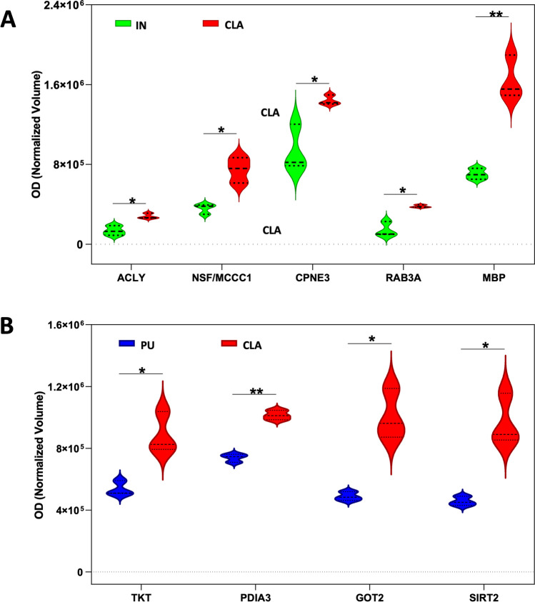 Violin plots of optical density (OD) normalized volumes of overexpressed proteins in claustrum (CLA) compared to insula (IN) (panel A) and putamen (PU) (panel B). Dashed lines represent the median whereas the dot lines represent the first and the third quartiles. Statistical analysis was performed using the Holm–Sidak method (*p < 0.05; **p < 0.01)