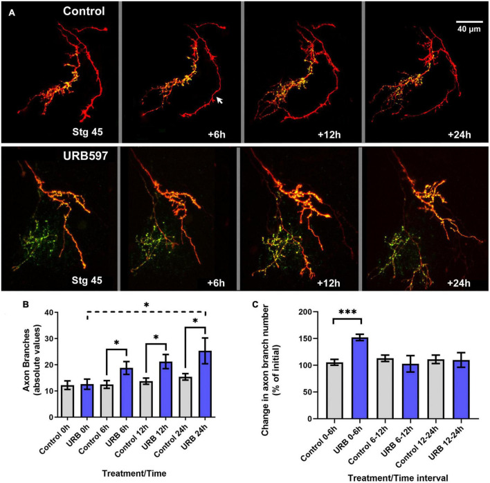 Rapid and transient branching response by RGC axons to acute tectal URB597 treatment. (A) Tadpoles with RGC axons co-expressing tdTomato and GFP-synaptobrevin received an acute, localized injection of URB597 into the optic tectum at stage 45 and were imaged by confocal microscopy 6, 12 and 24 h after initial imaging (stg 45, time 0 h). Two sample arbors in a control tadpole (top panel) and in a tadpole with tectal injection of URB597 (bottom panel) illustrate the changes in dynamic branching and in the number and localization of GFP-labeled pre-synaptic sites in the axon arbors. In the control sample, one axon expresses tdTomato only (arrow). Scale bar = 40 μm. (B) Quantitative analysis of total branch number shows that RGC axons had significantly more branches in the URB597-treated tadpoles during first 6 h after treatment than RGC axons in control tadpoles, a significant difference that was maintained for 24 h. (C) The rate of axon branching, expressed as the change in branch number per imaging interval, was significantly higher during the first 6 h after URB597 tectal injection and returned to a similar rate to those in control tadpoles at the 6–12- and 12–24-h imaging intervals. Control n = 12 axons, URB597 n = 7 axons. Analysis by Student’s t-tests. Mean ± SEM. *p ≤ 0.05, ***p ≤ 0.001.