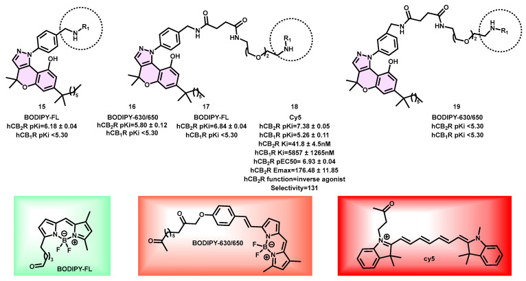 Pyrazoline-based CB2 fluorescent probe.