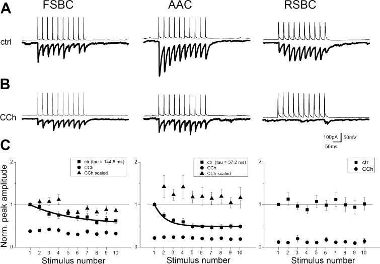 Carbachol changed the short-term dynamics of transmitter release. (A) Representative averaged IPSCs in response to 10 action potentials at a frequency of 30 Hz in control conditions. (B) Responses in the same pairs in the presence of 5 μm carbachol. (C) Summary of changes in release dynamics effected by carbachol at 30 Hz recorded in FSBC– (n = 14), AAC– (n = 17) and RSBC–pyramidal cell pairs (n = 14). Filled squares represent normalized peak amplitudes in control conditions, circles show the same in carbachol, and triangles show data obtained in carbachol that were normalized to the first IPSC amplitude in carbachol. Amplitudes are plotted against time during trains. Curves represent exponential fit to control data points. Note that RSBC data were unsuitable for fitting with exponentials because of the lack of short-term plasticity.