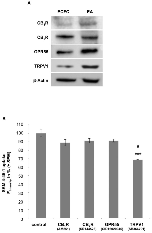 ECFCs express various (endo)cannabinoid receptors (CBR) of those the pharmacological inhibition exhibits different effects on the uptake of the AEA analog SKM4-45-1.(A) Western blots representing protein levels of CB1R, CB2R, G-protein coupled receptor 55 (GPR55), transient receptor potential vanilloid 1 (TRPV1) and β-Actin in ECFCs and EAhy.926 (EA) cells. (B) Columns represent SKM 4-45-1 (1 µM) uptake in ECFCs with vehicle or antagonists against CB1R (AM251, 0.1 µM; n = 3), CB2R (SR144528, 1 µM; n = 4), GPR55 (CID16020046, 20 µM; n = 4) and TRPV1 (SB366791, 10 µM; n = 4) after 30 minutes of incubation. Values show % fluorescence as compared to vehicle control (± SEM); *** indicates p ≤ 0.001 significance as compared to vehicle control, # indicates p ≤ 0.01 significance as compared to other treatments.