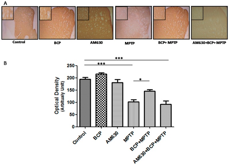 BCP treatment attenuates MPTP-induced nigrostriatal dopaminergic neuronal damage. C57BL/6 mice were treated with MPTP for 5 days (30 mg/kg, i.p.). The mice were sacrificed on the 3rd day after MPTP injection after being subjected to behavioural tests. Photomicrographs of representative STR (A) sections stained with an antibody against TH. Reduced activity of TH-neurons was observed in the MPTP-treated mice, which was partially prevented by treatment with BCP. The number of TH-positive fibres in the STR (B) was expressed as the mean ± SEM of six individual experiments. *** p < 0.001, CTL vs. MPTP treatment. * p < 0.05, MPTP treatment vs. BCP + MPTP treatment. *** p < 0.001, CTL vs. AM630 + BCP + MPTP treatment.