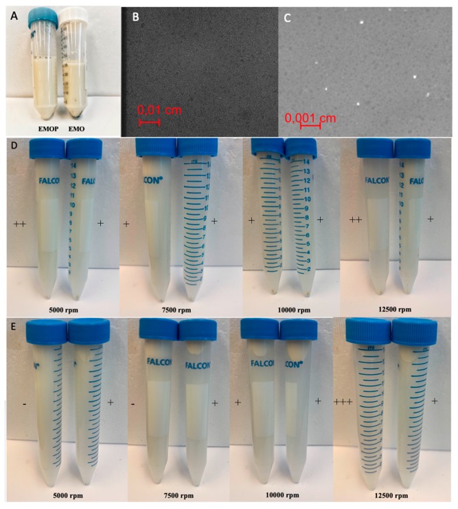 Images of emulsion with protein (EMOP) and without protein (EMO) during stability tests: (A) Images of EMOP and EMO after 2-week storage, (B) microscopic imaging of the sample emulsion in visible mode; 40×, (C) microscopic imaging of the sample emulsion in fluorescence mode; 40×, (D) sediment and creaming layer (E) of EMOP (left) and EMO (right) after centrifuging under certain rpm; scale: −: no visual effect; +: minimum effect, ++: medium effect, +++: maximum effect.