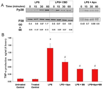 Oxidative stress and p38 MAPK activation are causally related and are involved in release of tumor necrosis factor-α. A: Lipopolysaccharide (LPS) caused a time-dependent activation of p38 MAPK with highest activation at 60 min. Cannabidiol (CBD; 1 μM) or apocynin (200 μM) reduced the activation of p38 MAPK (phospho-p38) throughout the 60 min. Data shown is the mean of 2-3 experiments±SEM; asterisk represents that it is significantly different when compared with the controls at p<0.05. B: Pretreatment of microglial cells with apocynin (200 μM) or the p38 MAPK inhibitor, SB203580 (10 µM), inhibited the LPS-induced release of tumor necrosis factor-α (TNF-α). Treatment with both apocynin and SB203580 did not further decrease the release of TNF-α. Data shown is the mean of 4-8 experiments±SEM. Asterisk represents that it is significantly different at p<0.001 when compared with vehicle control or with apocynin-treated and SB203580-treated control; hash mark represents that it is significantly different at p<0.05 when compared with LPS alone.