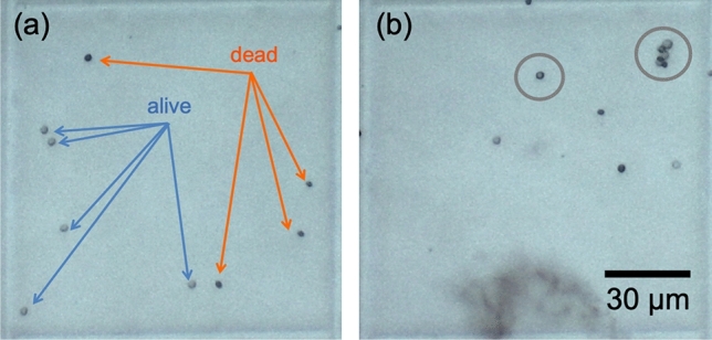 Typical results of a trypan blue exclusion assay. (a) A grid cell showing a mix of live and dead yeast cells. Live cells do not absorb the dye and appear light gray. They are identified with blue arrows. Dead cells are permeable to the dye and appear dark blue/gray. They are identified with orange arrows (b) A grid cell showing cells with an inconclusive viability status based on the trypan blue exclusion assay. Those with an inconclusive status are circumscribed by gray circles.