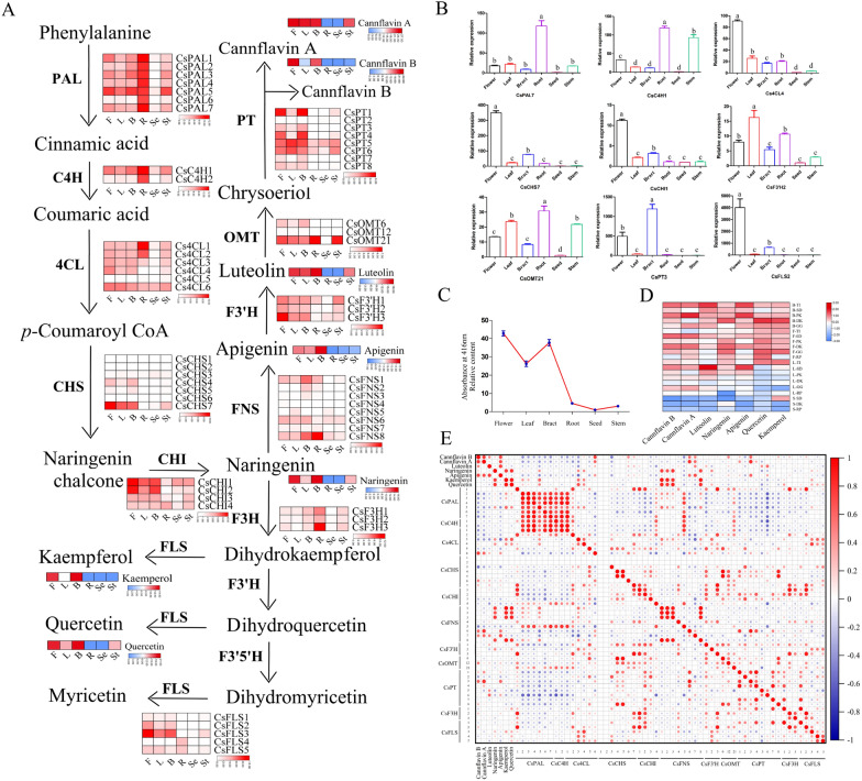 Expression of gene-related flavonoid biosynthesis and flavonoid content in different tissues in C. sativa. A Schematic representation of gene expression in the flavonoid biosynthesis pathway and accumulation of flavonoids in six tissues of DiKu. Data of the transcriptional level was present by log2 (FPKM + 1). The content of flavonoids was presented by the average of peak area. B: Bract, F: Flower, L: Leaf, St: Stem, Se: Seed, R: Root. PAL: phenylalanine ammonia lyase, C4H: cinnamate 4-hydroxylase, 4CL: 4-coumaric acid: CoA ligase, CHS: chalcone synthase; CHI: chalcone isomerase, F3H: flavanone 3-hydroxylase, FNS: flavone synthase; F3′H: flavonoid 3′-hydroxylase, F3′5′H: flavonoid 3′5′-hydroxylase, FLS: flavonol synthase, OMT: O-methyltransferase, and PT: prenyltransferase. B Relative expression of selected genes in different tissues of C. sativa. n = 3. Different letter indicates significance (p < 0.05). C Accumulation of major flavonoids of C. sativa. in different tissues of different chemovars. Data are presented as the average of the peak area.TI: Terra Italia, SD: Swiss Dream, PK: Pain killer, GG: Gorilla Glue, RP: Red Pure, and DK: Dinamed Kush. D Variation in total flavonoids in different tissues of C. sativa. Results were Mean ± SE (n = 3). E Correlation analysis of the transcription abundance of genes participating in the flavonol biosynthetic pathway with contents of cannflavin A, cannflavin B, luteolin, naringenin, apigenin, kaempferol, and quercetin in C. sativa
