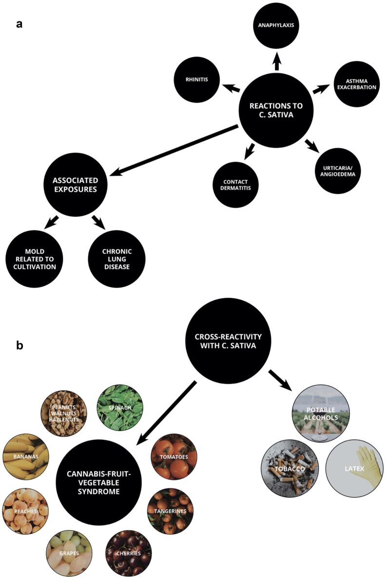a Indicates the different types of allergic reactions and associated exposures to Cannabis sativa (C. sativa). b Shows cross-sensitizations between C. sativa and fruits, vegetables, tobacco, alcohol, and latex
