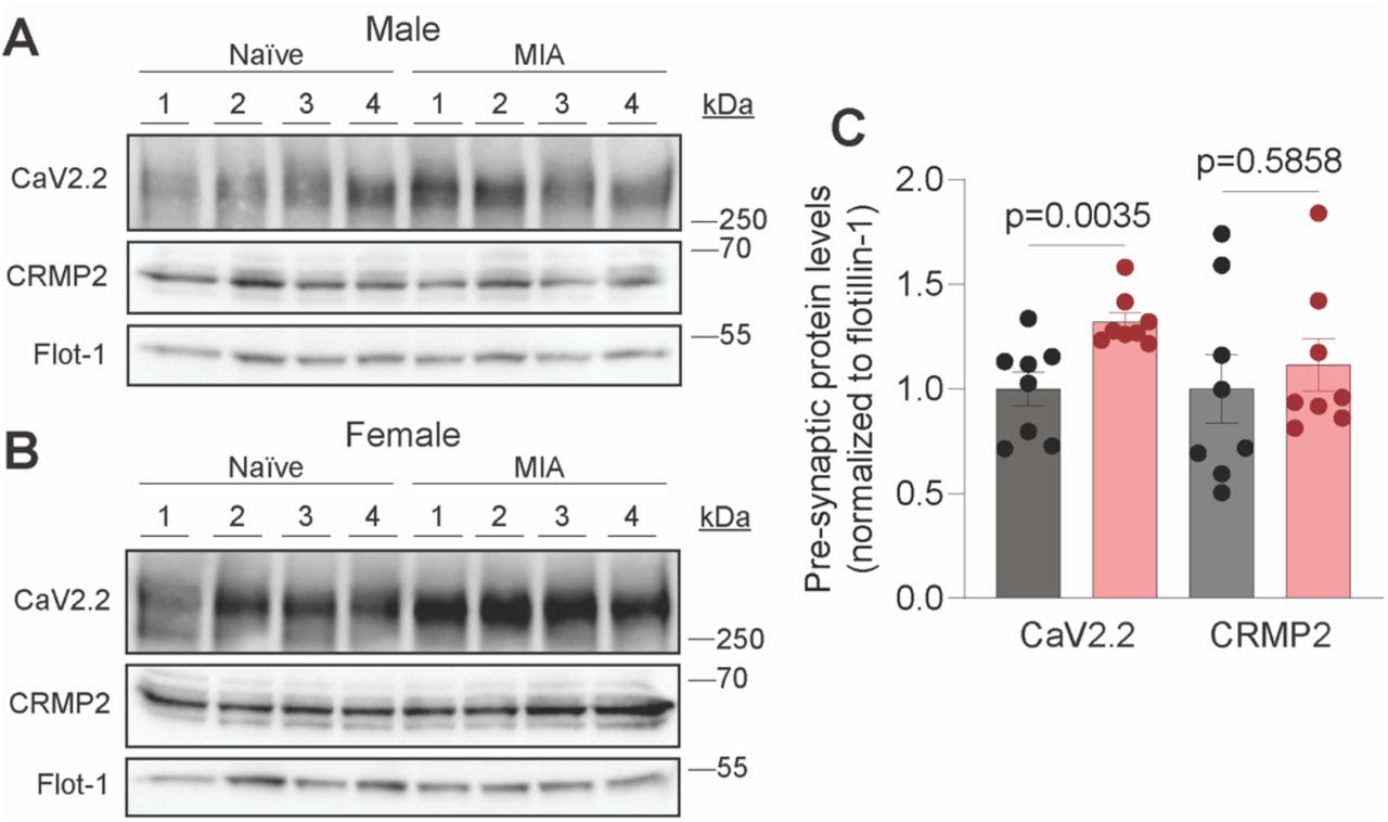 MIA enhances the presynaptic fraction of CaV2.2.Representative immunoblots of presynaptic fractions of lumbar dorsal horn samples from male (A) and female (B) Naïve and MIA-injured rats probed with antibodies against CaV2.2, CRMP2, and membrane-associated protein Flotillin-1 (loading control) (n=8, 4 male/4 female). (C) Bar graph with scatter plots showing quantification of CaV2.2 and CRMP2 in the presynaptic fraction (n=8 rats per condition, 4 male/4 female). Error bars indicate mean ± SEM; data was analyzed with unpaired two-tailed t tests, p values as indicated.