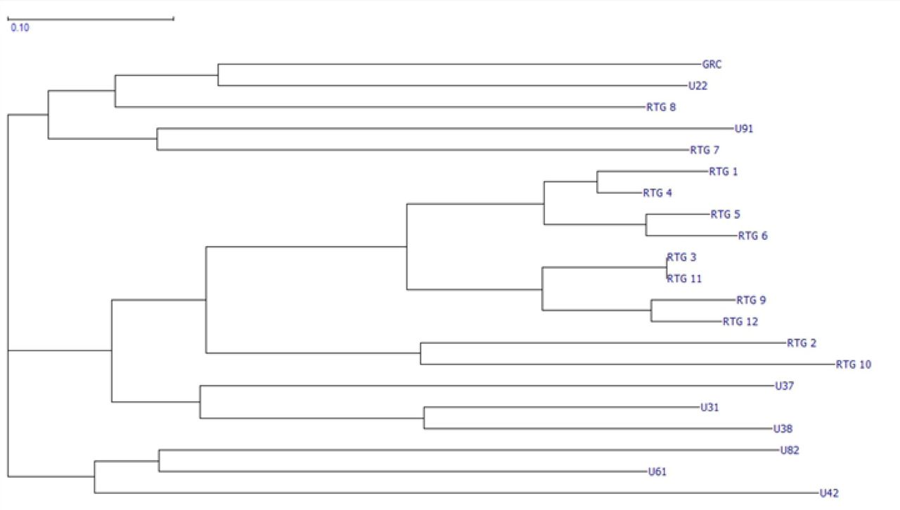 NJ dendrogram depicting relative genetic relatedness across selected cultivars.A visual representation of the relative genetic distance matrix presented as a NJ dendrogram. Data was analyzed using GeneMarker, organized in Excel, and visualized using GGT.
