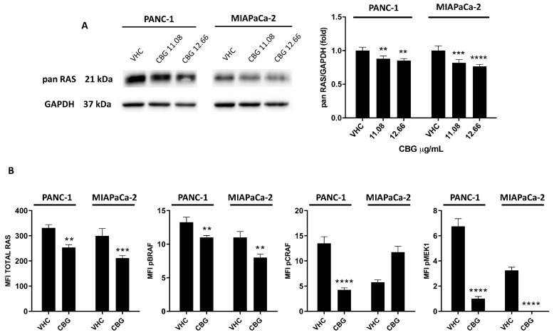 CBG reduces the total Pan-RAS expression and the expression of phosphorylated forms of BRAF, CRAF, and MEK1 in PDAC cell lines. (A) PDAC cell lines were treated with CBG, and the expression of Pan-RAS was determined with Western blot at 48 h post-treatment. The densitometric values were normalized to GAPDH used as loading control. Images are representative of one of three separate experiments and data are expressed as the mean ± SD of three separate experiments. ** p < 0.01, *** p < 0.001, **** p < 0.0001 treated cells vs. VHC. (B) PDAC cell lines were treated with 12.66 µg/mL CBG for 48 h and the expression of RAS, pBRAF, pCRAF, and pMEK1 was evaluated by Milliplex multiplex assay, and the median fluorescence intensity (MFI) was measured with the Luminex® system. Data shown are expressed as the mean ± SD of three separate experiments. ** p < 0.01, *** p < 0.001, **** p < 0.0001 treated cells vs. VHC.