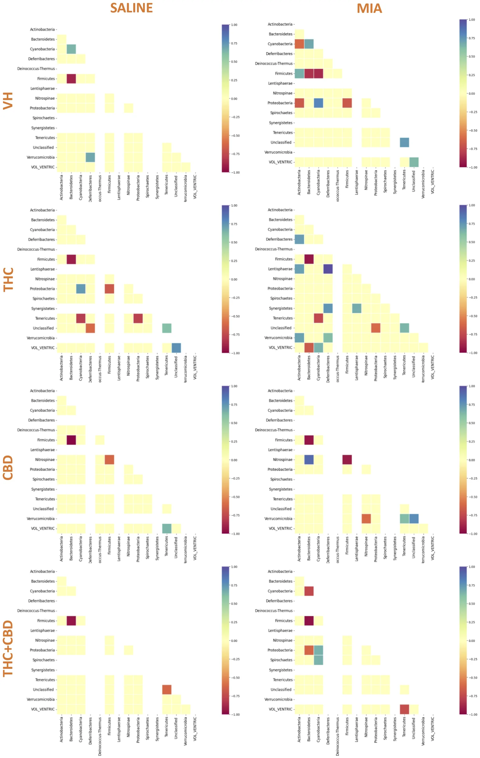Heatmaps comparing correlations among bacterial phyla and ventricular volume are shown for four conditions --VH, THC, CBD, and THC+CBD --under Saline and MIA treatments. Axes list bacterial groups and ventricular volume, with color representing correlation strength from negative (red) to positive (blue) per the adjacent scale.