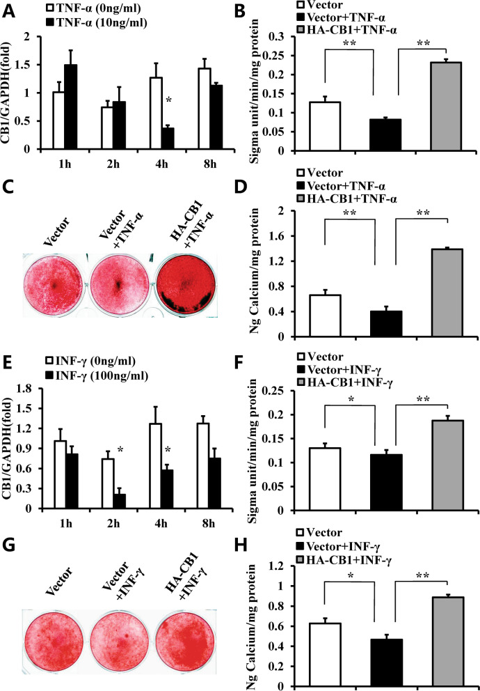 CB1 promoted the osteogenic differentiation of hBMSCs under TNF-α and INF-γ stimulation. A–D 10 ng/ml TNF-α was used to treat BMSCs. A Real-time RT-PCR results showed the expression of CB1 at 1, 2, 4 and 8 h after 10 ng/ml TNF-α treatment in BMSCs. B ALP activity assay. C Alizarin red staining. D Calcium quantitative analysis. E–H 100 ng/ml INF-γ was used to treat BMSCs. E Real-time RT-PCR results showed the expression of CB1 at 1, 2, 4 and 8 h after 100 ng/ml INF-γ treatment in BMSCs. F ALP activity assay. G Alizarin red staining. H Calcium quantitative analysis. GAPDH was used as an internal control. One-way ANOVA was performed to determine statistical significance. Error bars represent the SD (n = 3). *P ≤ 0.05; **P ≤ 0.01