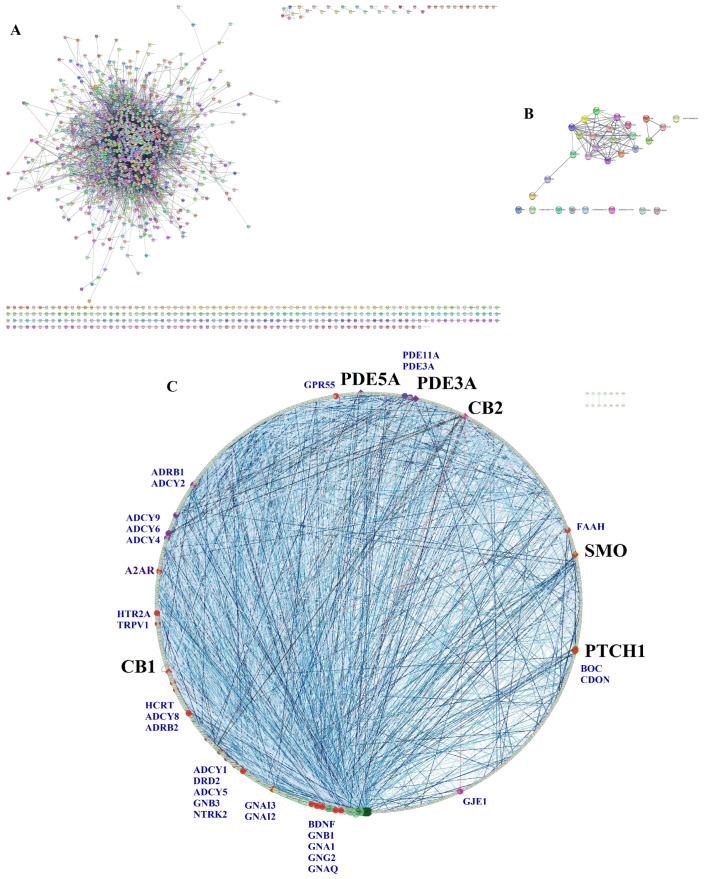 Bioinformatic validation networks. (A) Mental Depression PPI Network obtained in STRING and DisGENET. (B) Calcitriol top 10 targets PPI Network obtained in STRING. (C) PPI merged network constructed in STRING and Cytoscape of depression-related targets searched in DisGENET and 10 most relevant calcitriol potential targets obtained by molecular docking. Merged network is represented in circular layout by degree; the colors of nodes in green represent the highest betweenness centrality, the size of the node is represented by degree values, and the closeness centrality is represented by transparency. The edges were colored by experimentally determined interaction, with the intensity of the blue linked to the highest confidence value in this parameter. Of the top 10 promising targets of calcitriol in molecular docking (VDR, CB1, PDE5A, PDE3A, CB2, SMO, PTCH1, OPRL1, HRH3, and NR1H3), we were able to find 6 of these targets (CB1, PDE5A, PDE3A, CB2, SMO, and PTCH1 represented in black label) in the DisGeNET depression network. The proteins that interact with the target proteins of calcitriol are shown in blue and in smaller size.