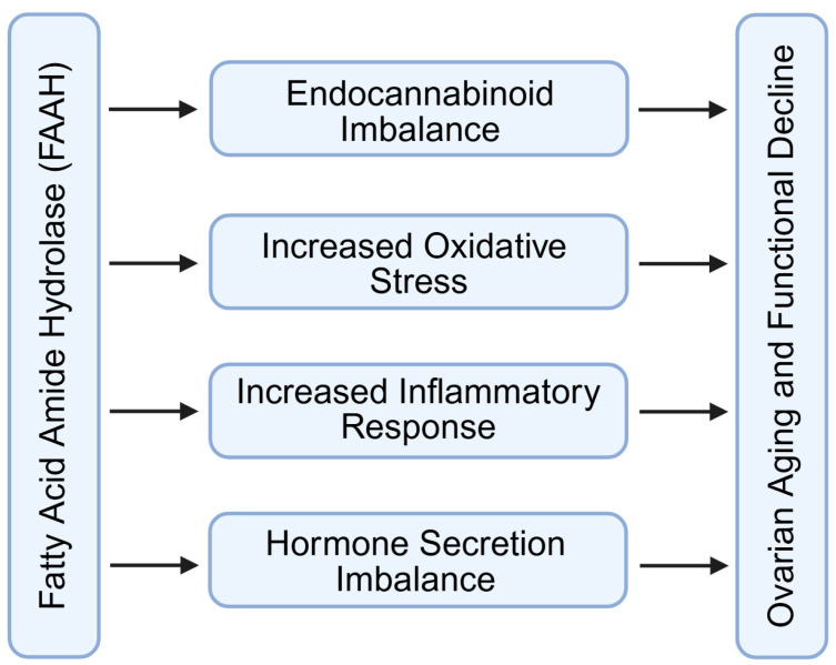 Regulation of ovarian aging and functional decline by FAAH signaling through endocannabinoid/hormone imbalance and increased oxidation/inflammation. FAAH: fatty acid amide hydrolase. Created by Bio-Render.