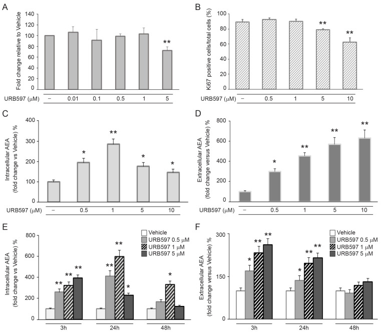 URB597 downregulates proliferative capacity and increases anandamide levels in NHKs. (A) Cell viability evaluated by Neutral Red assay on NHKs treated with increasing concentrations of URB597 for 48 h. Results are expressed as fold change ± SD relative to vehicle-treated cell value, which was set as 100 by definition. (B) Quantitative analysis of Ki67-positive cells assessed through immunofluorescence in response to URB597 treatment for 24 h. Results are expressed as the mean value ± SD of positive cells/total cells (%). Intracellular AEA production (C) and extracellular release (D) in response to increasing concentrations of URB597 after 24 h. Results are expressed as fold change ± SD relative to vehicle-treated cell value, which was set as 100 by definition. Intracellular (E) and extracellular (F) amounts of AEA at different time points of incubation with increasing doses of URB597. Vehicle (white bar), URB597 0.5–1 and 5 μM (light grey, striped bar and dark grey bar, respectively). Results are expressed as fold change ± SD relative to vehicle-treated cell value, which was set as 100 by definition. * p < 0.05 vs. vehicle-treated cells; ** p < 0.01 vs. vehicle-treated cells.