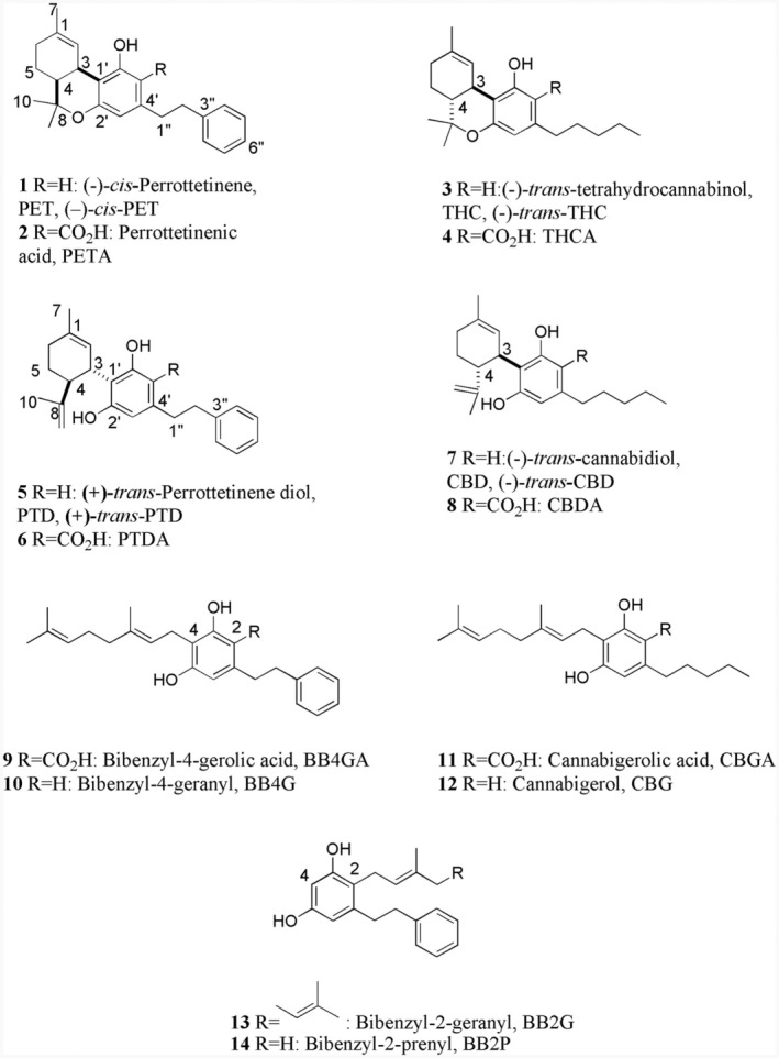 Structures of cannabinoids and other bibenzyls identified in Radula marginata, with main Cannabis sativa cannabinoids for comparison.
