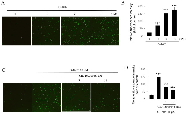Effects of a GPR55 agonist, O-1602, on THP-1 monocytes adhesion to endothelial cells. THP-1 cells were treated with the indicated concentration of O-1602 for 24 h and labeled with 0.2 mg/L calcein-AM for 30 min at 37 °C. The labeled cells were seeded onto confluent HUVECs and images were obtained after 2 h using an inverse optical microscope (Axiovert 25) and Axio Vision Release 4.7 software (A) Representative fluorescence microscopic images of THP-1 monocyte adhesion to endothelial cells. (B) Histogram of THP-1 monocyte adhesion to endothelial cells THP-1 cells were treated with the indicated concentration of O-1602 for 24 h. (C,D) THP-1 cells were treated with CID16020046 for 1 h and then with the indicated concentration of O-1602 for 24 h. (C) Representative fluorescence microscopic images of THP-1 monocyte adhesion to endothelial cells. (D) Histogram of THP-1 monocyte adhesion to endothelial cells. The results are representative of four independent experiments. The results are presented as the mean ± SEM of four independent experiments. Statistical significance: *** p < 0.01 vs. untreated control cells, ### p < 0.001 vs. O-1602-treated cells.