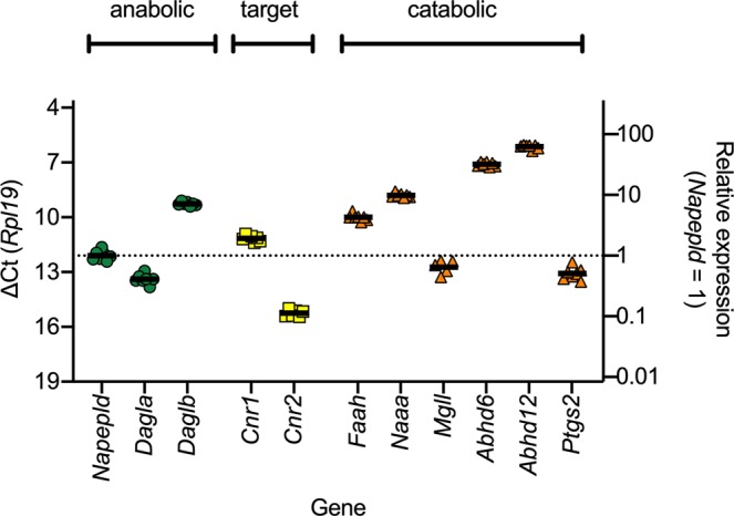 mRNA levels of genes coding for components of the NAE/MAG signalling pathways in host control prostate tissue. Shown are individual values with solid lines representing the mean ∆Ct values with Rpl19 as the reference gene. The left axis is reversed so that a higher expression of mRNA is upwards. The right axes show the antilogged geometric means for the genes expressed relative to the antilogged geometric mean for Napepld.