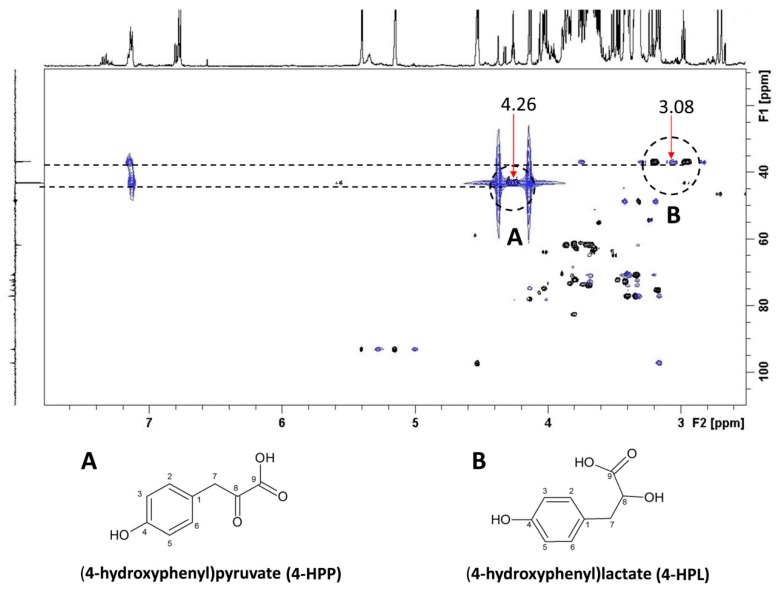 Spectrum overlay of the Heteronuclear Multiple Bond Correlation (HMBC, blue) and Heteronuclear Single Quantum Coherence (HSQC, black) spectra and Distortionless Enhancement by Polarization Transfer (13C DEPT) spectra included as F1 projection. Red arrows indicate the signals at 4.26 ppm and 3.08 ppm in the 1H frequency domain due to the 13C-enriched benzylic methylene of 4-HPP and 4-HPL, respectively.