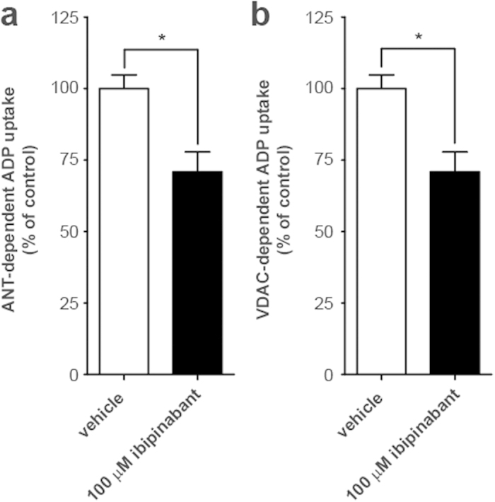 Ibipinabant-induced inhibition of ANT- and VDAC-dependent mitochondrial ADP uptake.Mitochondrial uptake of radiolabeled ADP was measured in bovine heart mitochondria with and without the model inhibitors (A) atractyloside (50μM) and (B) DIDS (500 μM) to determine ANT- and VDAC-dependent ADP uptake, respectively. The effects of direct administration of 100 μM ibipinabant were investigated under both conditions. Values presented are expressed as the percentage of vehicle control (delta cumulative counts, with and without model inhibitor): 1.61·104 ± 0.10·104 for ANT, and 1.70·104 ± 0.10·104 for VDAC. Statistical analysis: Student’s t-test was applied to compare values to vehicle control *p < 0.05. Mean ± SEM; n = 4 independent experiments.