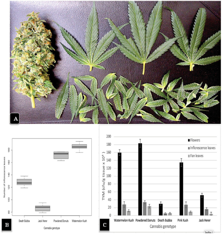 (A) A hand-trimmed inflorescence of “Powdered Donuts” (left) showing the large number of smaller inflorescence leaves that were removed (bottom) and 3 large fans leaves (top) originating from the inflorescence structure. (B) A comparison of the average number of inflorescence leaves in 4 cannabis genotypes. Note the significantly larger numbers in “Watermelon Kush” and “Powdered Donuts” compared to “Death Bubba” and “Jack Herer”. The box-plot graph shows the variance around the mean with standard error bars reflecting the 95% confidence intervals. (C) Levels of TYM present in fan leaves, inflorescence leaves, and the trimmed flower structure of 5 cannabis genotypes. Standard error bars reflect 95% confidence intervals.