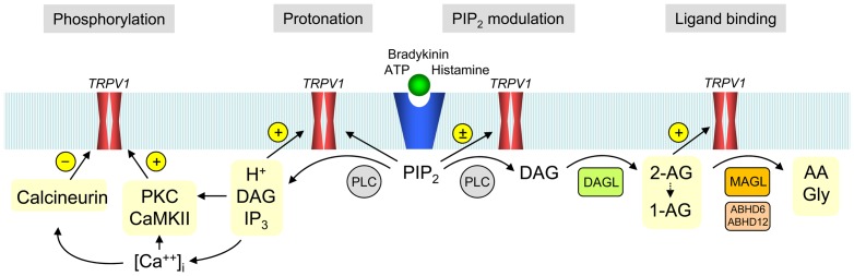 Diagram showing the contribution of 2-arachidonoyl glycerol to phospholipase C-dependent activation of TRPV1.Ligand-Gq-receptor interaction causes activation of phospholipase C (PLC), hydrolysis of phosphatidylinositol 4,5-bisphosphate (PIP2) and formation of diacylglycerol (DAG), which is further metabolized to 2-arachidonoylglycerol (2-AG) by diacylglycerol lipase (DAGL). 2-Arachidonoylglycerol undergoes a spontaneous acylmigration to yield 1-arachidonoylglycerol (1-AG). Both 2-AG and 1-AG directly activate TRPV1, and their effects are terminated by monoacylglycerol lipase (MAGL) and related enzymes, including the alpha/beta-hydrolases ABHD6 and ABDH12. Diacylglycerol indirectly regulates TRPV1 via protein kinase C (PKC)-dependent phosphorylation of the ion channel, whereas PIP2 has complex and opposing effects on TRPV1 channel gating. Hydrolysis of PIP2 also yields inositol 1,4,5-triphosphate (IP3), which via release of intracellular calcium causes activation of calcium-calmodulin-dependent protein kinase II (CaMK II). The phosphatase calcineurin dephosphorylates TRPV1. Protein phosphorylation, protonation, PIP2 modulation and binding of membrane-derived lipids provide an intricate system for fine-tuning of TRPV1 activity.