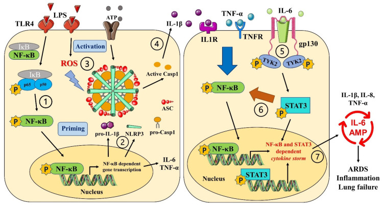 Summary of anti-inflammatory pathways activated by CBD and THC to curb LPS-induced cytokine storm: ①. LPS activates TLR4 receptors which in turn phosphorylates NF-κB. Phosphorylated NF-κB moieties translocate to the nucleus, thereby upregulating the expression of variety of pro-inflammatory genes. ②. This TLR4-NFκB-mediated “priming” (increased expression of NLRP3, pro-IL-1β, and pro-caspase-1) is the first step in the activation of NLRP3 inflammasome. ③. LPS also induces oxidative stress causing higher levels of ROS which in turn act as second “activation” signal leading to NLRP3 inflammasome assembly and activation. ④. The NLRP3 inflammasome activation causes the release of mature IL-1β leading to cell death via pyroptosis. ⑤. Along with inflammasome activation, NFκB activation also increases the levels of variety of other pro-inflammatory cytokines including IL-6. IL-6 binds to its receptors coupled to transmembrane protein, gp130, which in turn, in part, phosphorylates TYK2. ⑥. Phosphorylated TYK2, in turn, phosphorylates STAT3 leading to the translocation of the latter to the nucleus. Phosphorylated STAT3 furthermore potentiates NFκB activation. ⑦. Nuclear translocation of STAT3 and NFκB activate gene expression of various pro-inflammatory cytokines leading to cytokine release syndrome or cytokine storm. This cytokine storm activates vicious cycle of IL-6 amplification (IL-6 AMP) which is implicated in chronic inflammation, tissue injury, and organ damage. Our in vitro data revealed that CBD and THC block all the steps numbered in the figure above in both THP-1 macrophages (immune cells) and primary human bronchial epithelial cells (non-immune cells).