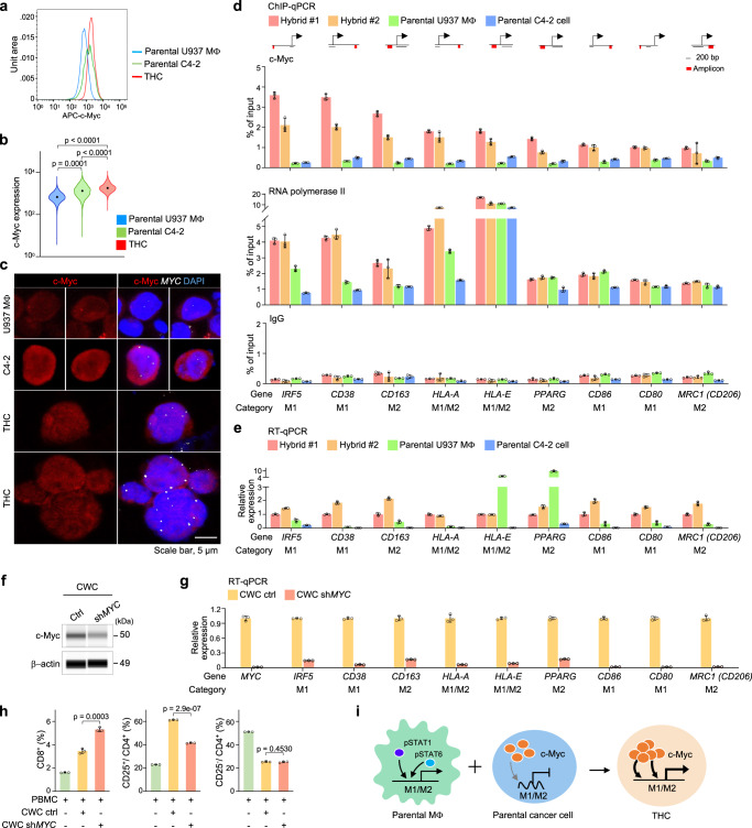 Elevated c-Myc obtained from parental cancer cells upregulates M1- and M2-like macrophage genes in THCs.a Flow cytometry histogram of c-Myc expression in co-cultured macrophages, cancer cells, and THCs. b The corresponding violin plot of a. c Representative immunoFISH images of MYC loci (white dots) and c-Myc expression (red) in parental C4-2 (n = 58 cells), U937 macrophages (n = 54 cells), and THCs (n = 62 cells). Scale bar, 5 µm. d ChIP-qPCR of c-Myc (upper), RNA polymerase II (middle), or IgG (lower) binding to the promoter regions of M1- and M2-like genes of two independent hybrid tumors, parental macrophages, and parental C4-2 cancer cells (n = 3 technical repeats). The schematic diagram of the promoter region of each gene was shown. Red bars, primer amplicon sites. Scale bar, 200 bp. e Real-time RT-qPCR of the expression of M1- and M2-like genes in two independent hybrid tumors, parental macrophages, and parental C4-2 cancer cells (n = 3 technical repeats). f WES showing c-Myc expression in the THC line created from hybrid tumor, CWC cells, infected with scramble or shMYC lentivirus. g Real-time RT-qPCR of the expressions of M1- and M2-like genes in CWC cells infected with scramble or shMYC lentivirus (n = 3 technical repeats). h The population of CD8+ T cells, regulatory CD25+/CD4+ T cells, or naive CD25−/CD4+ T cells in human peripheral blood mononuclear cells (PBMCs) after co-cultured with CWC cells infected with scramble or shMYC lentivirus (n = 3 independent experiments). i Proposed model depicting the transcription of c-Myc-mediated M1- and M2-like genes in THCs. Data are the mean ± SD. P-values were determined using a one-way ANOVA followed by Tukey test (b) and a two-sided unpaired t-test (h). Data represent two independent experiments (d, e, g). Source data for b, d, e, g, h are provided as a Source Data file.