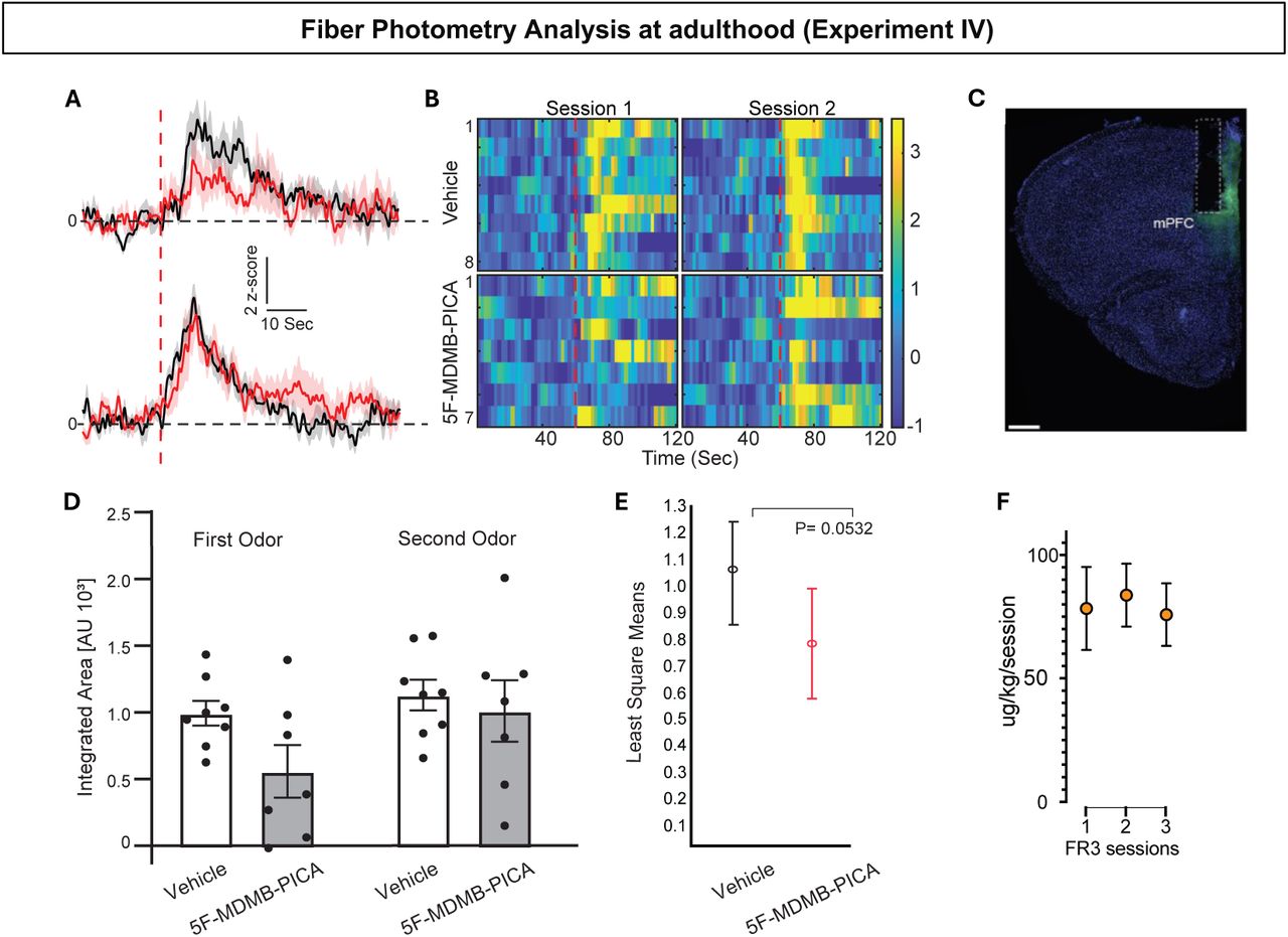 fiber Photometry Analysis at adulthood (Experiment IV)(A) Average trace of mice after self-administration of 5F-MDMB-PICA (red) or vehicle (black) during the 1st odor exposure (top panel) and 2nd odor exposure (bottom panel). The red dotted line indicates when mice were exposed to the odorant. Scale bars demonstrate 2 z-scores from the mean (y-axis) and 10 seconds in duration (x-axis). Shaded regions indicate ± SEM.(B) Heatmap of z-scored calcium activity across all vehicle mice (y-axis, top rows) and 5F-MDMB-PICA mice (bottom rows) over time, the red dotted line represents odorant exposure. The left panel displays the 1st exposure while the right demonstrates the 2nd. Z-scored changes in fluorescent activity range from -1 to 3.(C) A representative image displaying the location of the optic fiber cannulae and GCaMP expression.(D) Integrated area of calcium traces in arbitrary units (AU) of 15 seconds following odor presentations (range from 5 seconds after odor presentation to 20 seconds after) per mouse during the first and second odor exposure. Bars represent the mean ± SEM.(E) Least squares means from the linear mixed model (LMM), which refers to the predicted means for each treatment group, adjusted for other terms in the model, comparing odor-induced calcium activity in vehicle-treated mice versus 5F-MDMB-PICA-treated mice. 5F-MDMB-PICA IVSA treatment resulted in an approximately 26.14% reduction in neuronal activity compared to the vehicle treatment (treatment effect, F(1,13) = 4.5, P = 0.0532). We did not detect a significant effect of exposure time (F(1,13) = 2.4, P = 0.14) or an interaction between exposure time and treatment groups (F(1,13) = 0.69, P = 0.418).(F) Data summarizing the amount of 5F-MDMB-PICA self-administered during the 3 FR3 sessions (mean ± SEM).