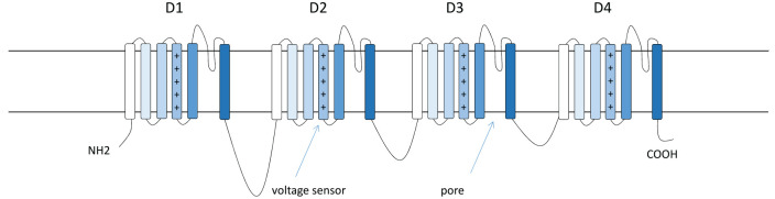 Structure of the α type I sodium channel (Nav1.1). Nav1.1 is composed of a 260-kDa α subunit and auxiliary β subunits (β1–β4) of 33 to 36 kDa. The α subunit consists of four internally homologous domains (D1–D4). Each domain contains six α-helical transmembrane segments. Between the fifth and the sixth segments, there is an ion-conducting pore loop (Catterall and others 2010).